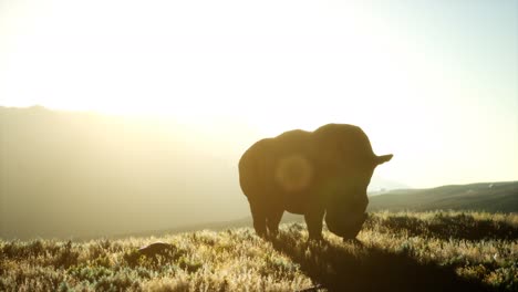 Rinoceronte-Parado-En-Un-área-Abierta-Durante-La-Puesta-De-Sol